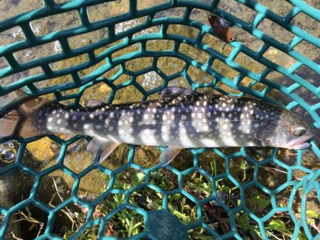 朽木渓流魚センタールアーフィールド